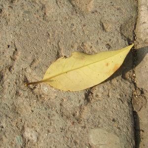 黑人异族XXXⅩ吊大i
